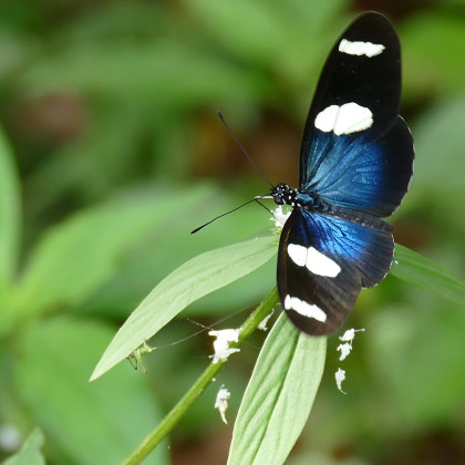 Metulj vrste Heliconius sara