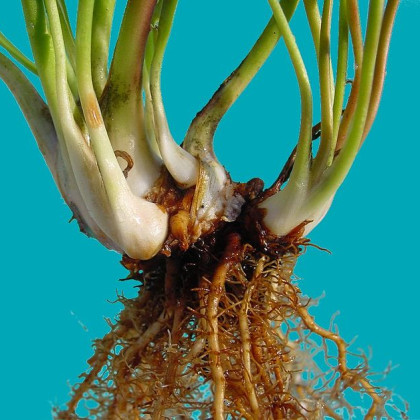 Korenika rastline Sarracenia