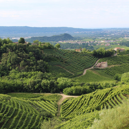 Vinogradna krajina