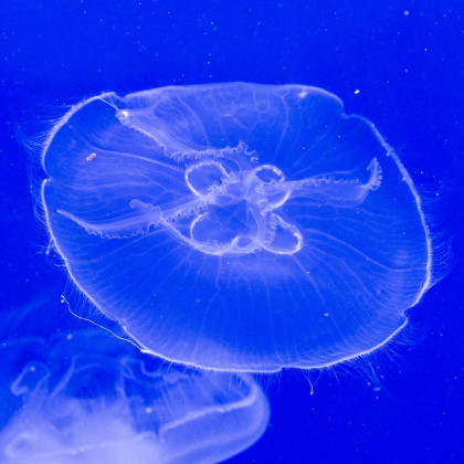 meduza