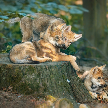 volkec x3