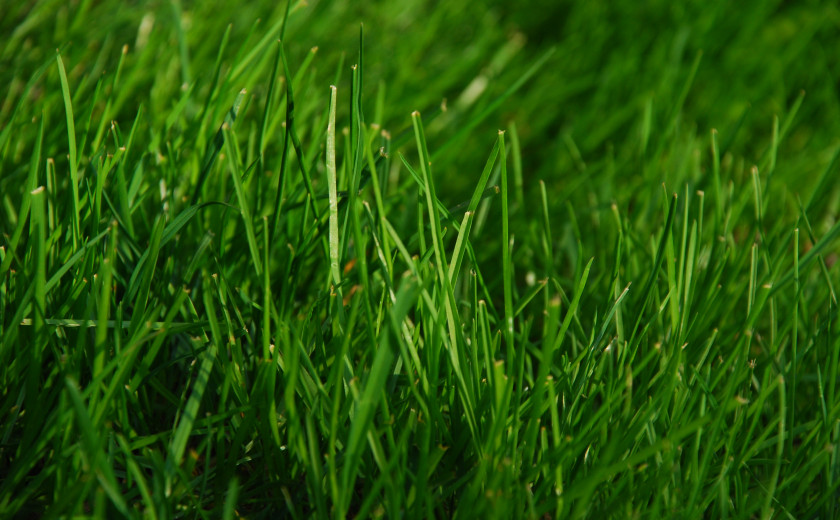nije blaues grass