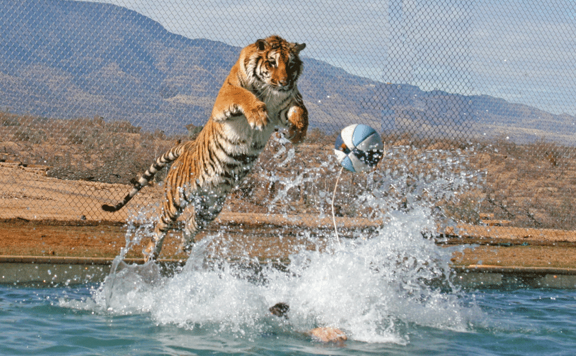 Tiger, pazi!
