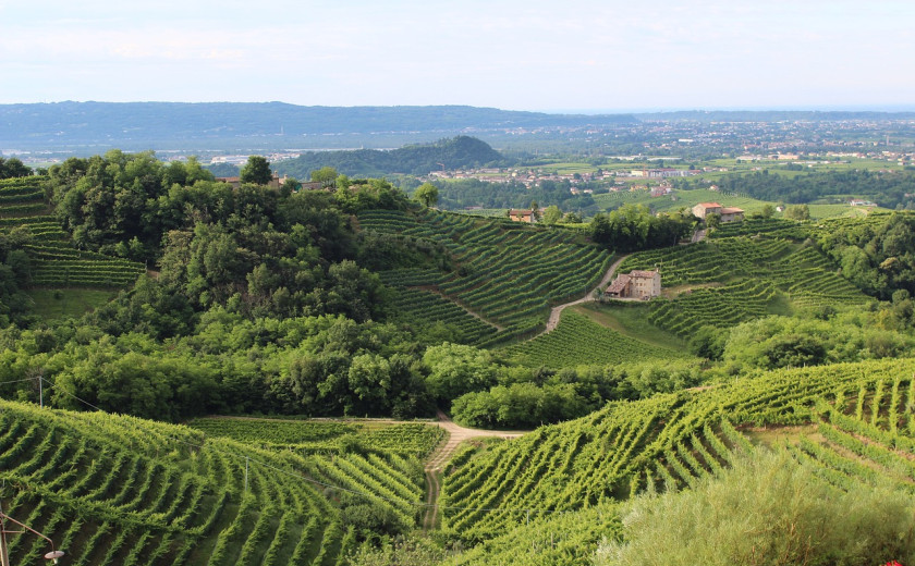 Vinogradna krajina