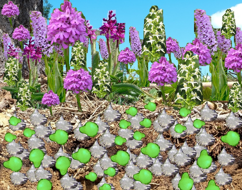 Orhideje