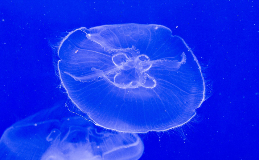 meduza